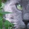 Hiding in the jungle